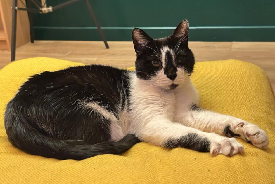 Alerta desaparecimento Gato cruzamento  Macho , 15 anos Hem France