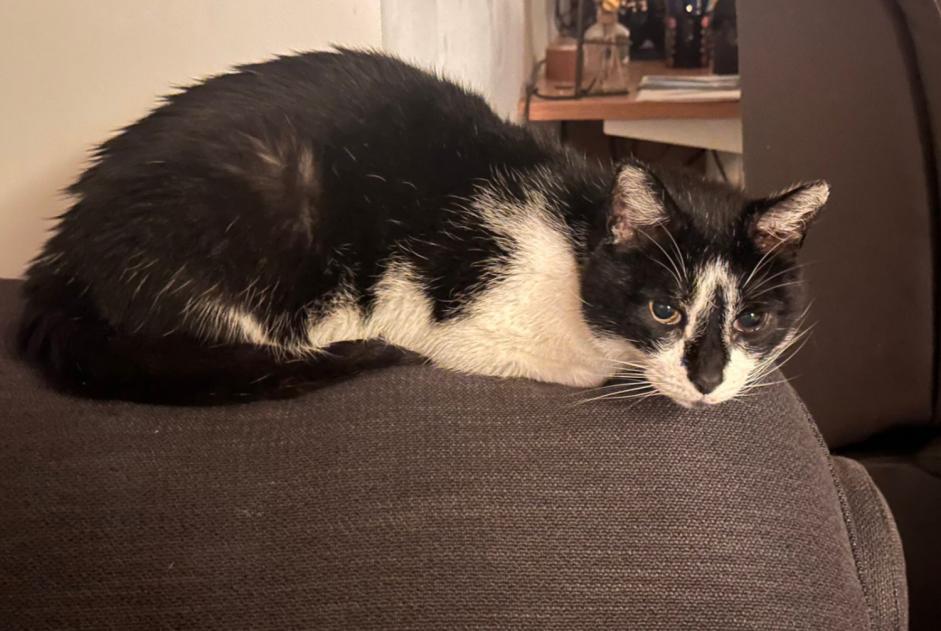 Alerta desaparecimento Gato cruzamento  Macho , 15 anos Hem France