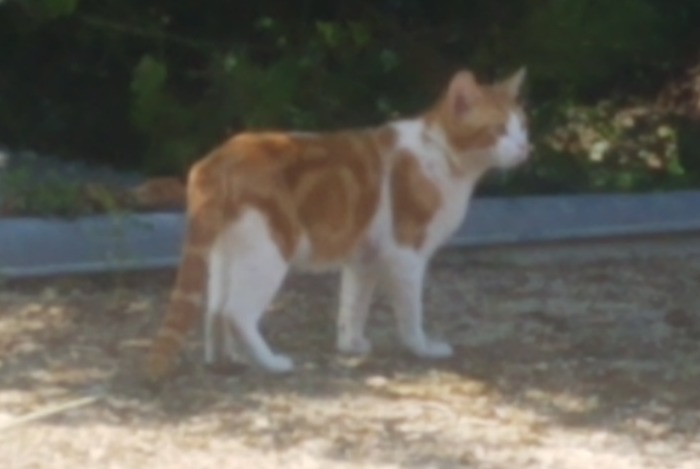 Alerta desaparecimento Gato  Macho , 2 anos Préfontaines France