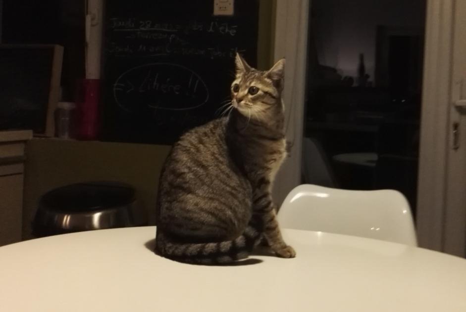Alerta desaparecimento Gato  Fêmea , 7 anos Rillieux-la-Pape France