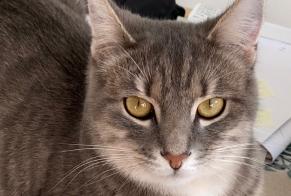 Alerta desaparecimento Gato Macho , 4 anos Berru France