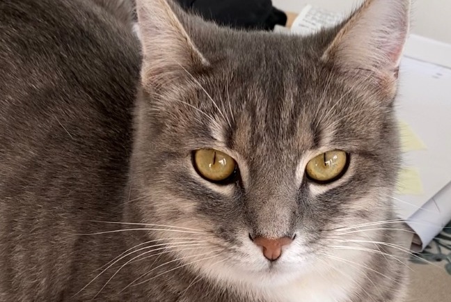 Alerta desaparecimento Gato Macho , 4 anos Berru France