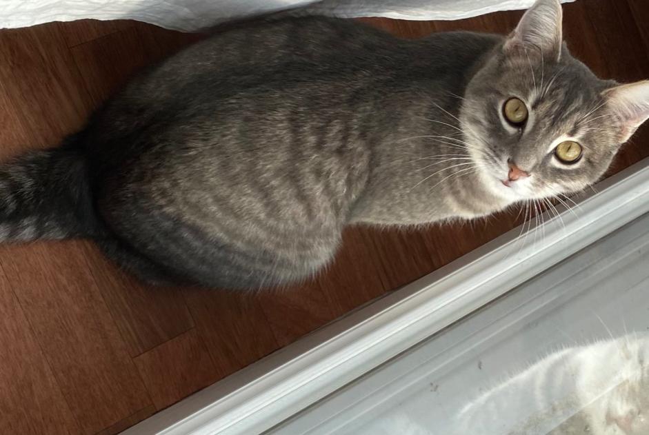 Alerta desaparecimento Gato Macho , 4 anos Berru France
