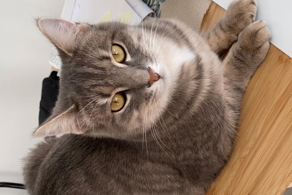 Alerta desaparecimento Gato Macho , 4 anos Berru France
