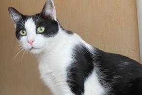 Alerta desaparecimento Gato Macho , 5 anos Massy France
