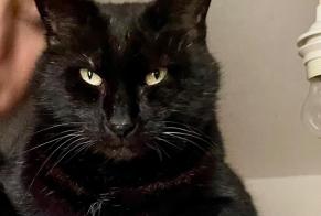 Alerta desaparecimento Gato cruzamento  Macho , 10 anos Mirabel France