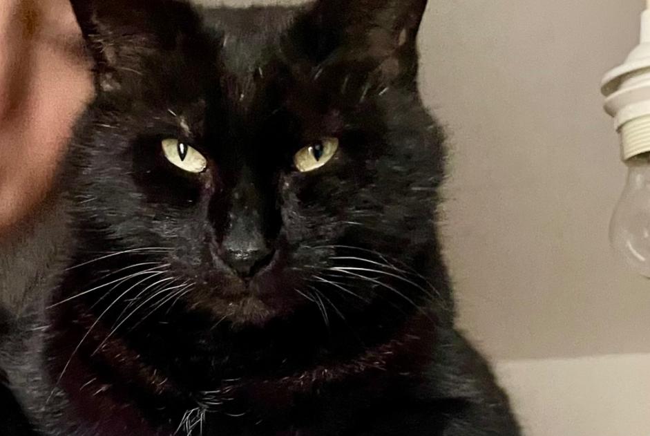Alerta desaparecimento Gato cruzamento  Macho , 10 anos Mirabel France