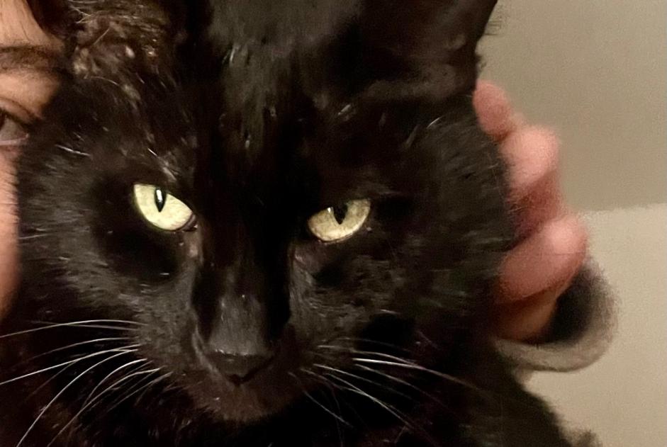 Alerta desaparecimento Gato cruzamento  Macho , 10 anos Mirabel France