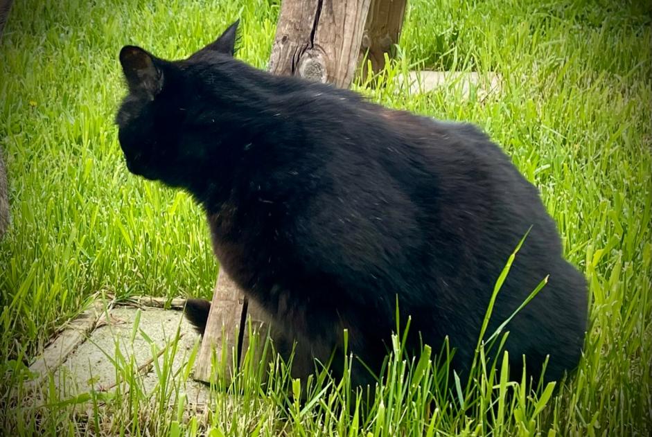 Alerta desaparecimento Gato cruzamento  Macho , 10 anos Mirabel France
