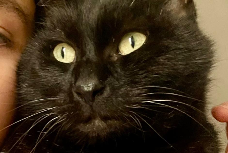 Alerta desaparecimento Gato cruzamento  Macho , 10 anos Mirabel France
