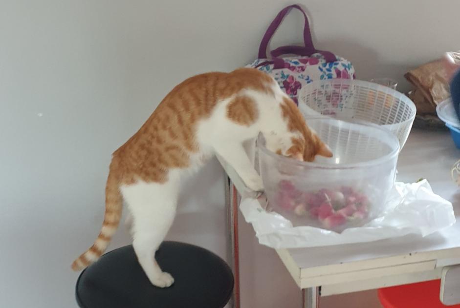 Alerta desaparecimento Gato Macho , 1 anos Châtillon-sur-Chalaronne France
