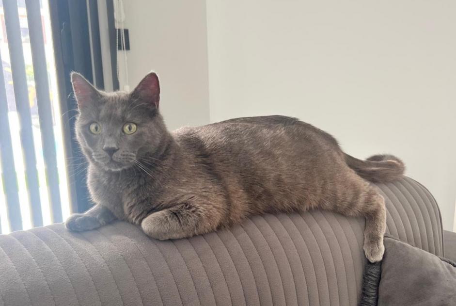 Alerta desaparecimento Gato Macho , 2 anos Albertville France