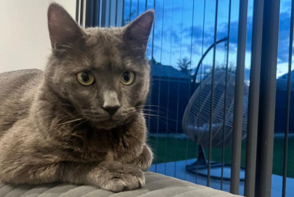 Alerta desaparecimento Gato Macho , 2 anos Albertville France