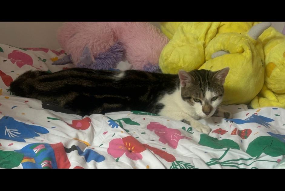 Alerta desaparecimento Gato Macho , 1 anos Tomblaine France