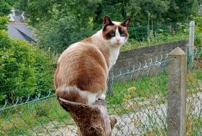 Alerta desaparecimento Gato Fêmea , 35 anos Romorantin-Lanthenay France