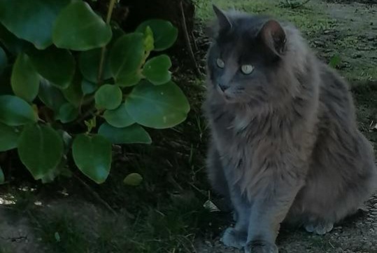 Alerta desaparecimento Gato cruzamento  Fêmea , 1 anos Brest France