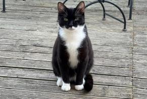 Alerta desaparecimento Gato Macho , 1 anos Muret France
