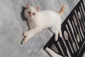 Alerta desaparecimento Gato  Fêmea , 4 anos Bléré France