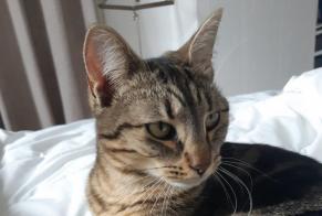 Alerta desaparecimento Gato cruzamento  Fêmea , 1 anos Vernaison France