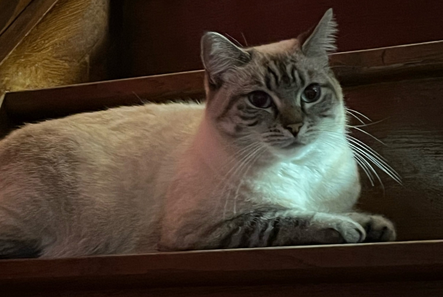 Alerta desaparecimento Gato Fêmea , 4 anos Vauréal France