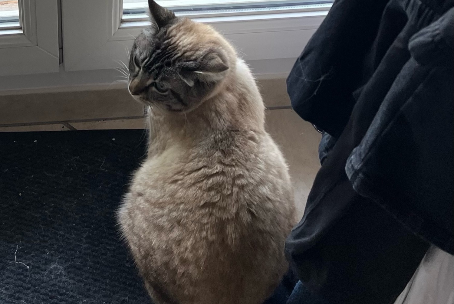Alerta desaparecimento Gato Fêmea , 4 anos Vauréal France