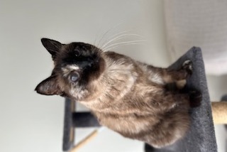 Alerta desaparecimento Gato Fêmea , 9 anos Carrières-sur-Seine France