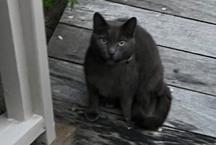 Alerta descoberta Gato Desconhecido Lège-Cap-Ferret France
