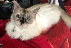 Alerta desaparecimento Gato  Fêmea , 10 anos Le Pontet France