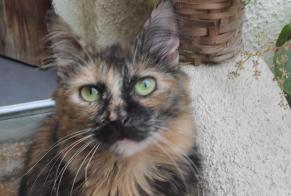 Alerta desaparecimento Gato Fêmea , 1 anos Montreuil France