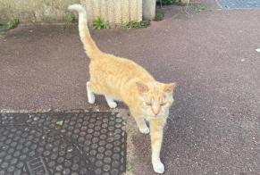 Alerta descoberta Gato Desconhecido Le Pecq France