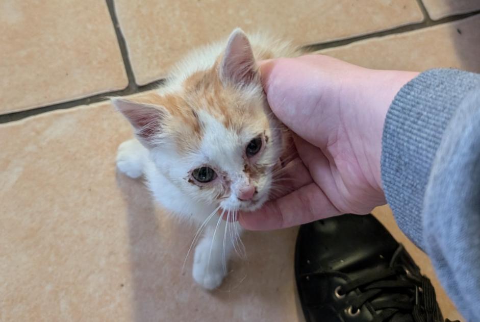 Alerta descoberta Gato Desconhecido Saint-Mars-la-Brière France