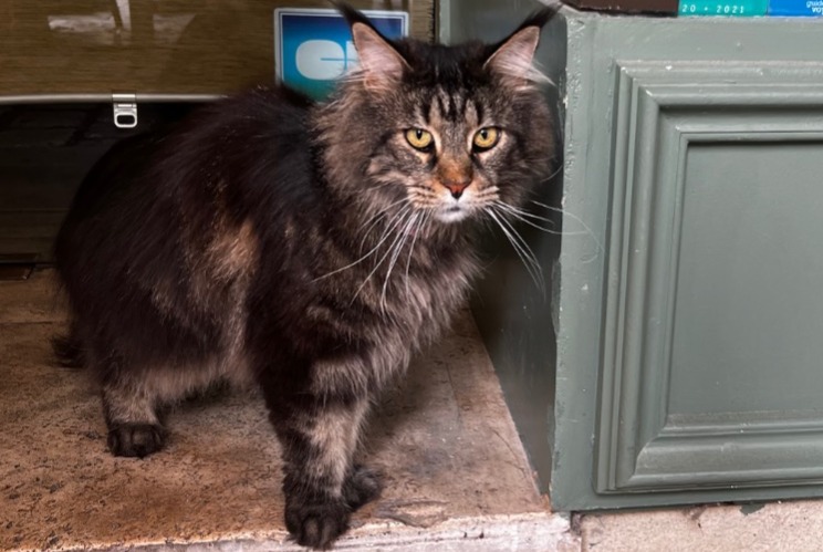 Alerta descoberta Gato Fêmea Orange France