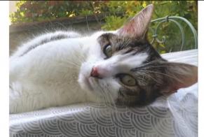 Alerta descoberta Gato cruzamento  Macho Limoges France