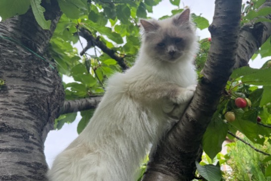 Alerta desaparecimento Gato  Macho , 4 anos Rueil-Malmaison France