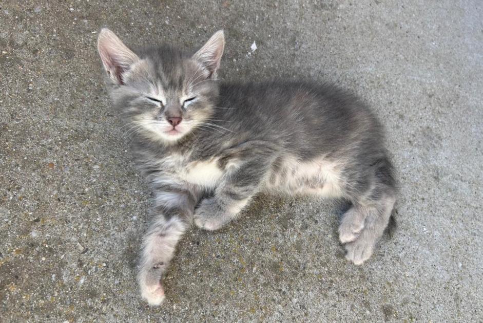 Alerta desaparecimento Gato Fêmea , 0 anos Brindas France