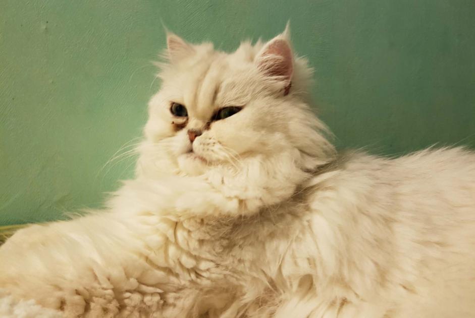 Alerta desaparecimento Gato  Macho , 4 anos Andrézieux-Bouthéon France