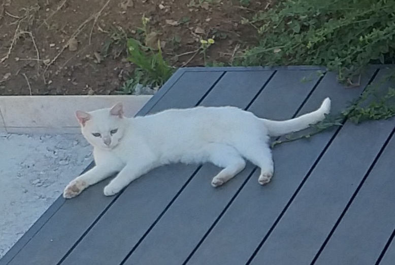 Alerta descoberta Gato Desconhecido Fixin France