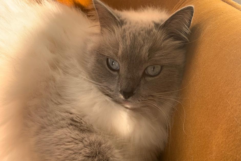 Alerta desaparecimento Gato  Macho , 4 anos Paray-Douaville France