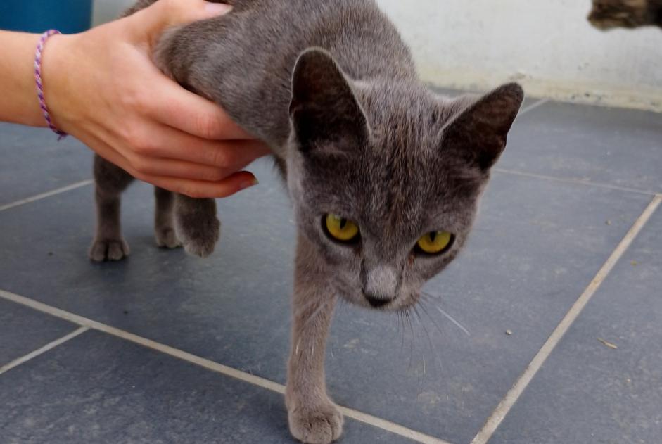 Alerta descoberta Gato Fêmea Renescure France