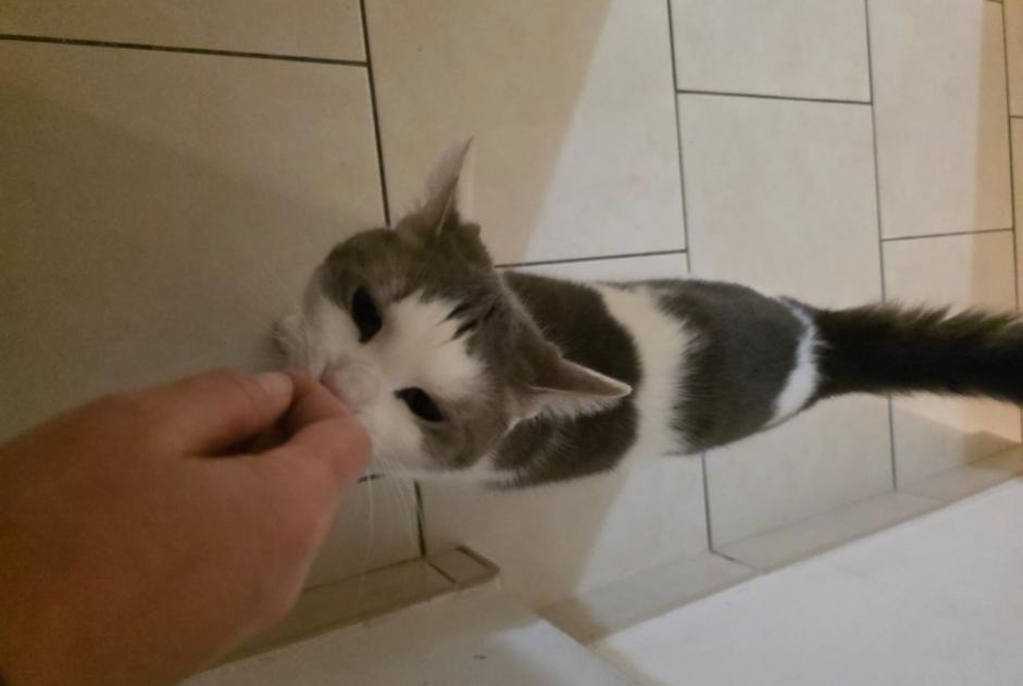 Alerta desaparecimento Gato  Macho , 2 anos Maizières-lès-Metz France