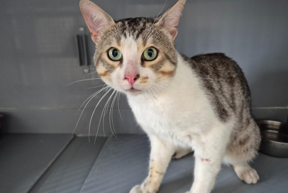 Alerta descoberta Gato  Macho , 1 ano Poissy France