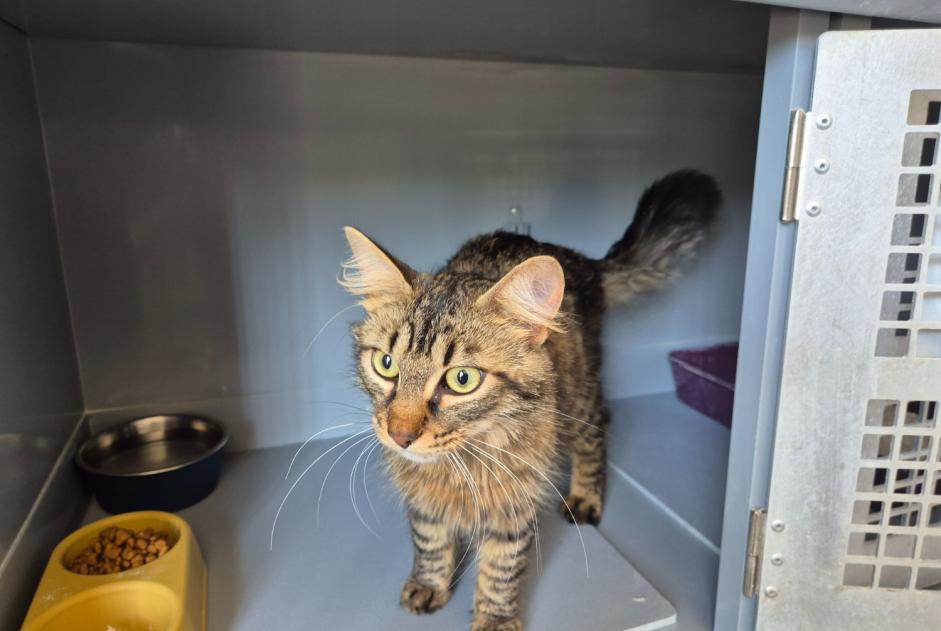 Alerta descoberta Gato  Macho , 1 ano Mareil-Marly France