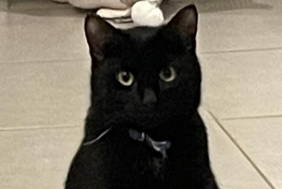 Alerta desaparecimento Gato Macho , 2 anos Douvres-la-Délivrande France
