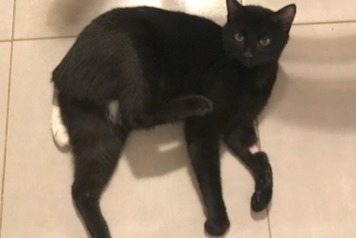 Alerta desaparecimento Gato Macho , 2 anos Douvres-la-Délivrande France