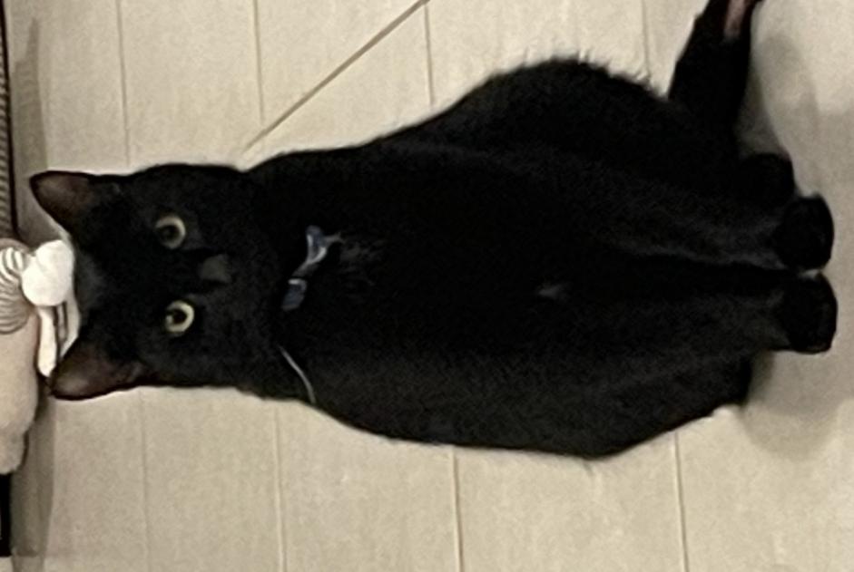 Alerta desaparecimento Gato Macho , 2 anos Douvres-la-Délivrande France