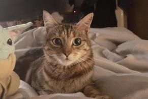 Alerta desaparecimento Gato cruzamento  Fêmea , 7 anos Châteauneuf-sur-Isère France