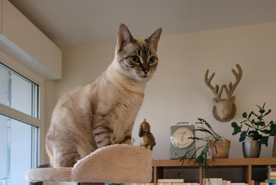 Alerta desaparecimento Gato cruzamento  Fêmea , 1 anos Sourzac France