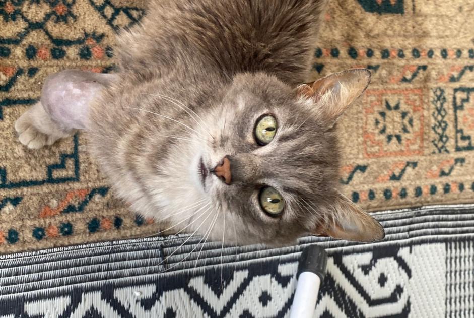 Alerta descoberta Gato Macho Moëlan-sur-Mer France