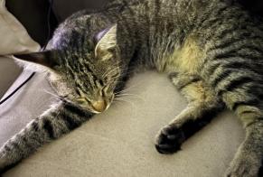 Alerta descoberta Gato cruzamento  Fêmea Porte des Pierres Dorées France