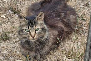 Alerta desaparecimento Gato  Fêmea , 3 anos Essouvert France